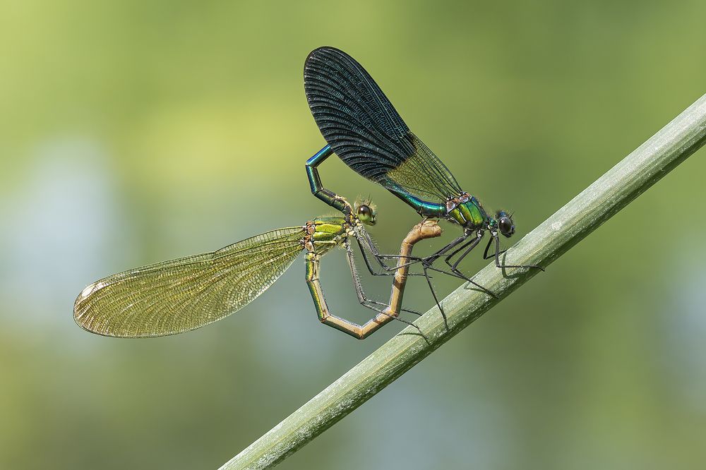 Photograph by José Luis Fernández Terrer