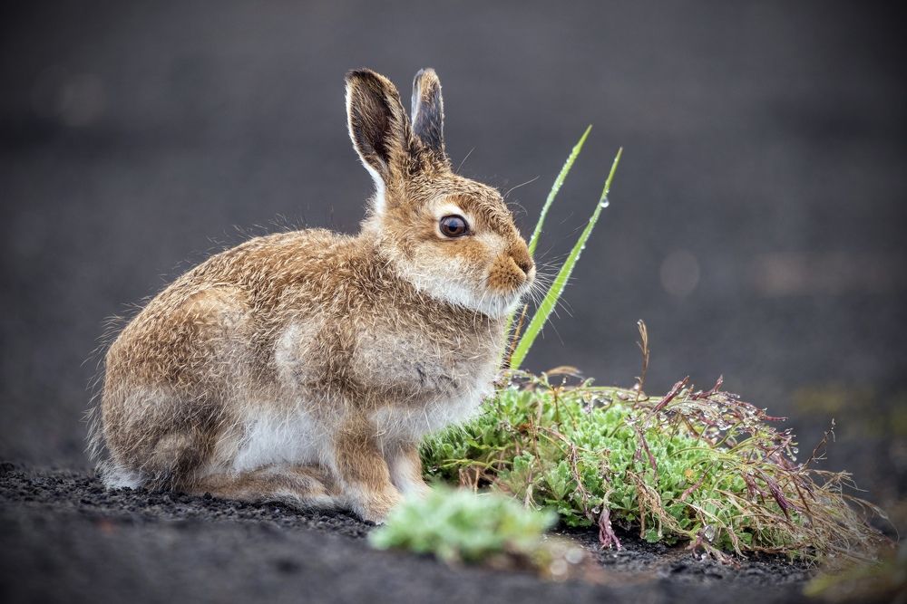 Фотография автора Дмитрий Дон
