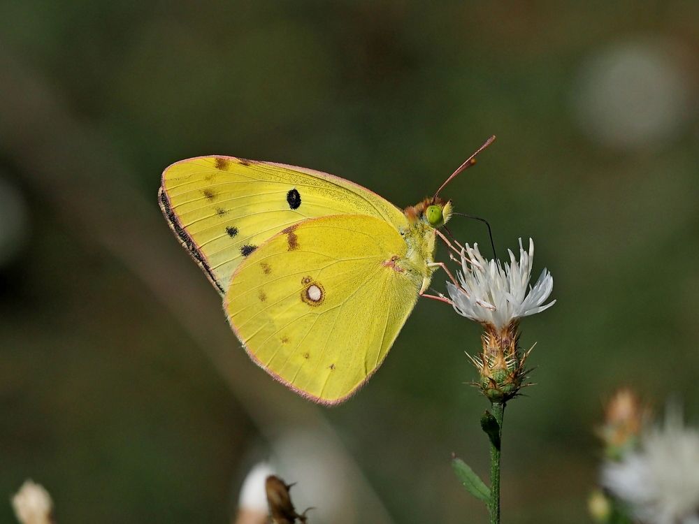Photograph by Александр Петренко