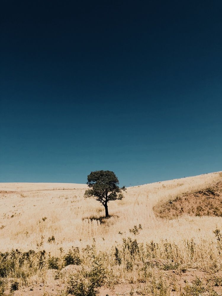 Фотография автора Faeze Eskandari