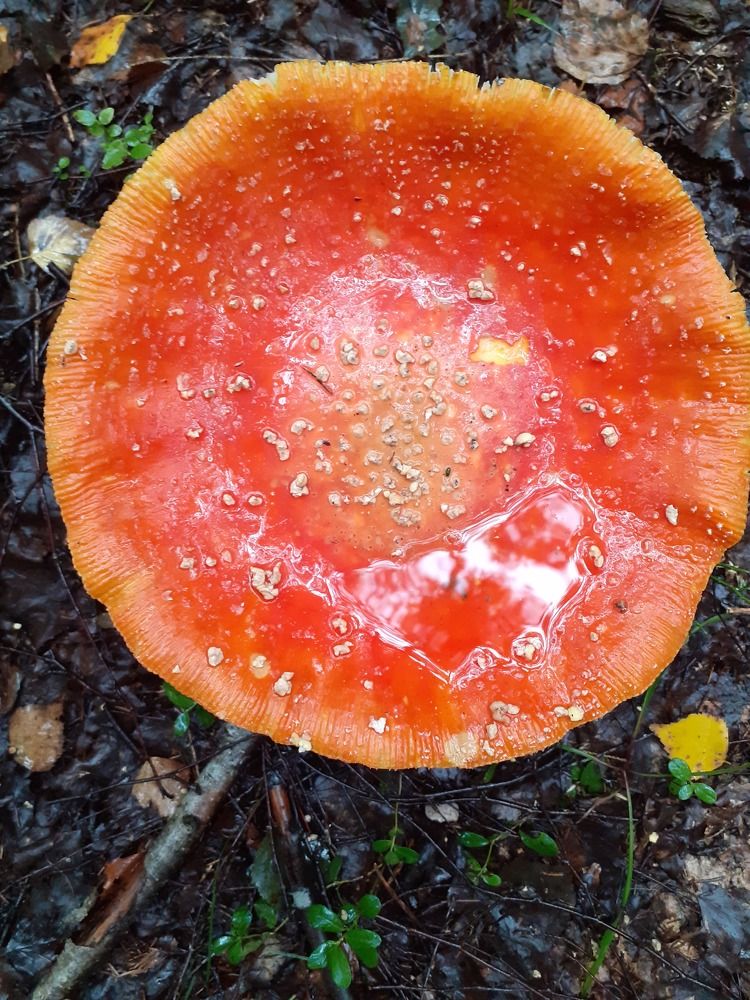 Photograph by Евгения Ульянова