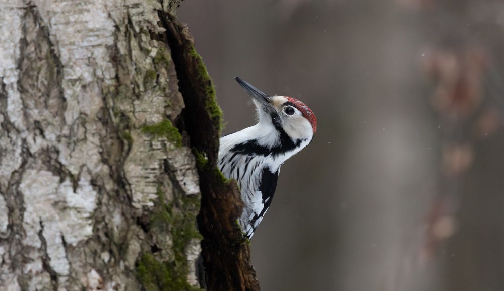 Photograph by Золин Иван