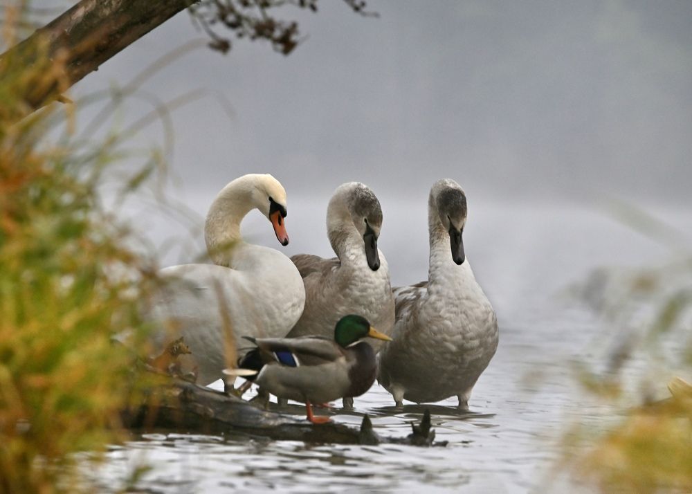 Photograph by Анатолий Андреев