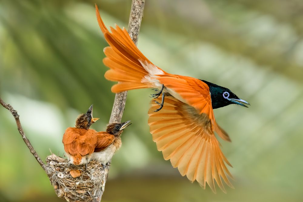 Photograph by Rajeev Abeysekara