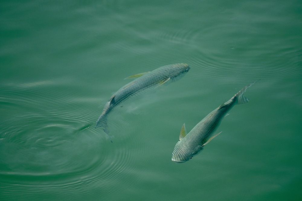 Photograph by Mojgan Sheykhi