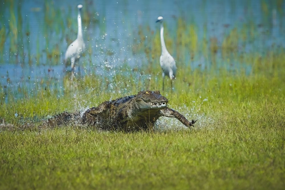 Photograph by Rajeev Abeysekara