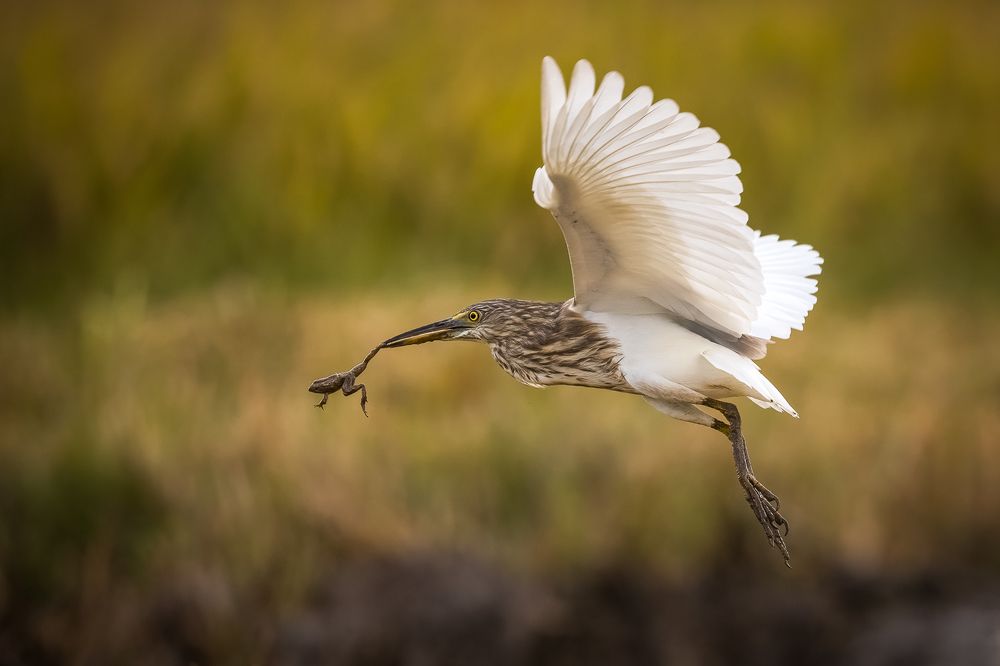 Photograph by Rajeev Abeysekara