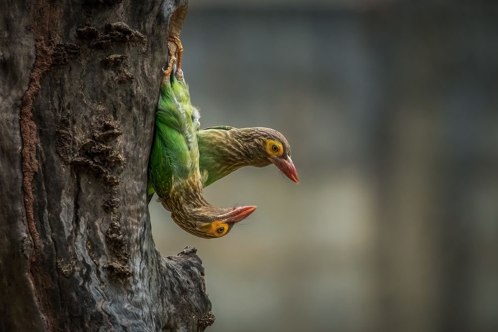 Photograph by Rajeev Abeysekara