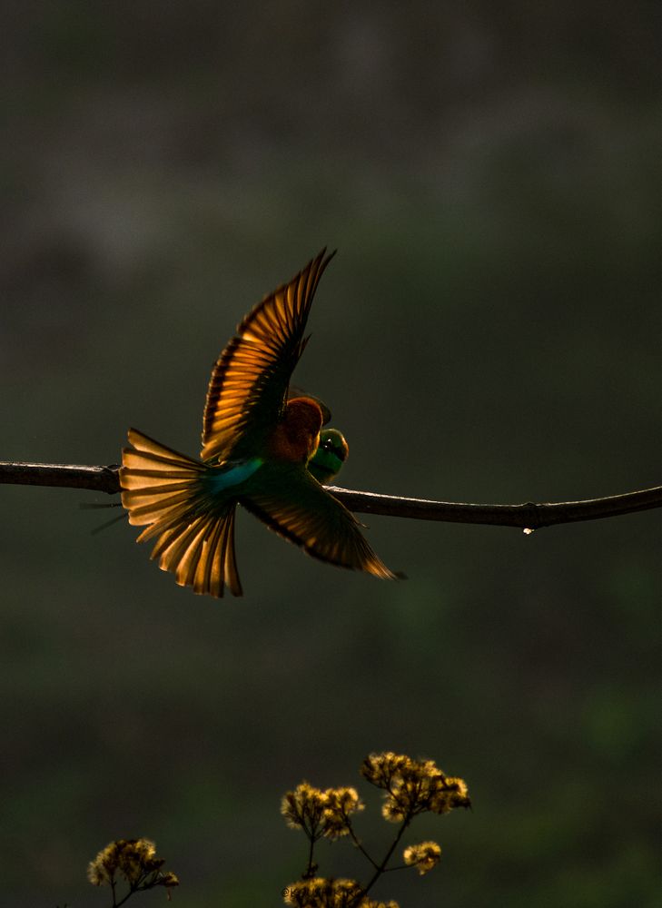 Fight in golden light