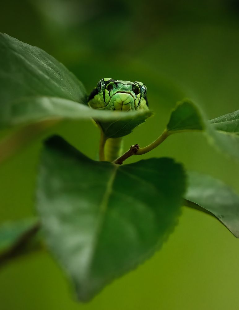 Photograph by Rajeev Abeysekara