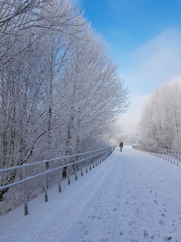 Nature under the snow