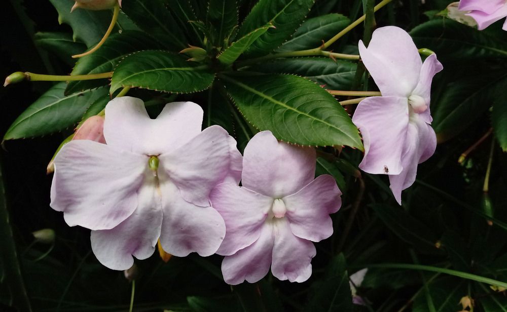 Photograph by Maria de los Angeles Osorio