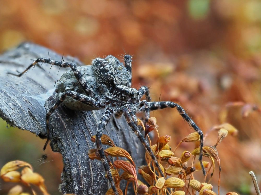 Photograph by Максим Кошелев