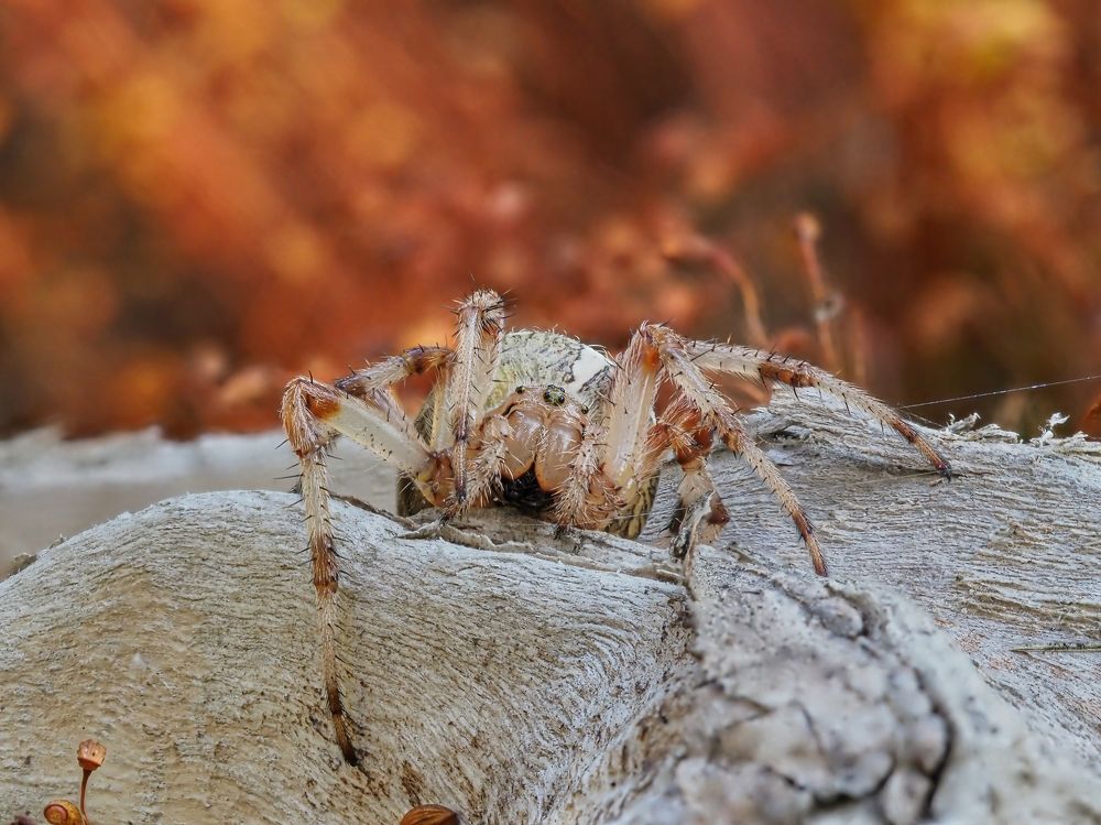 Photograph by Максим Кошелев