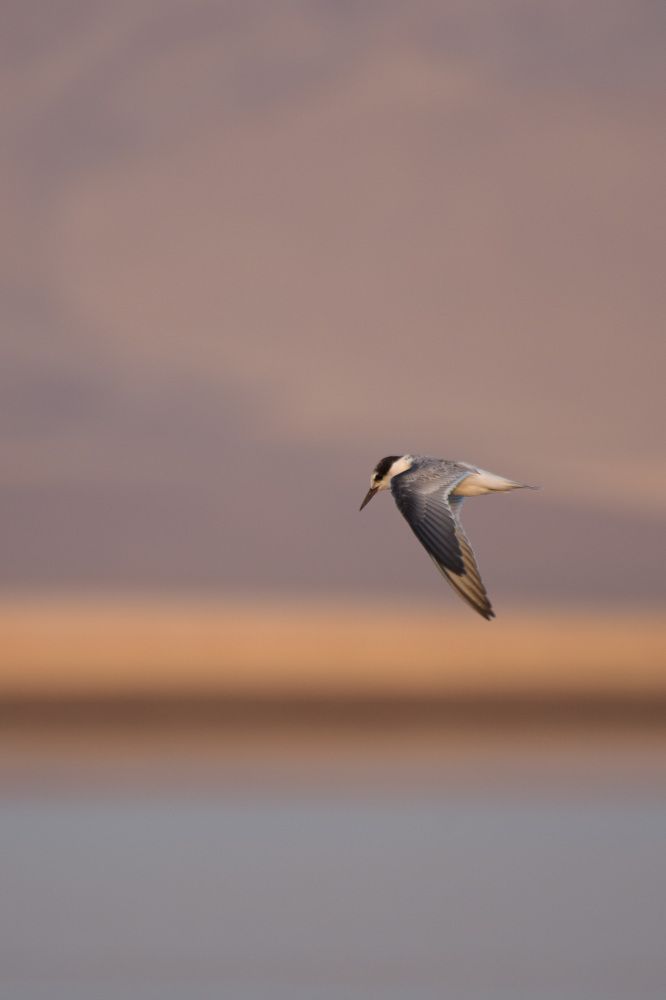 Фотография автора Mohammedamin Abdullah