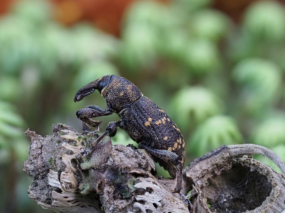 Photograph by Максим Кошелев