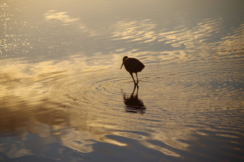 Photograph by Reenum Gounden
