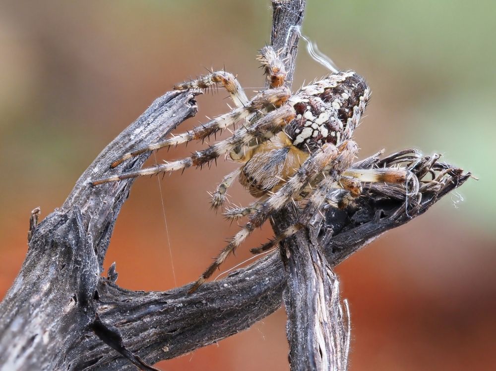 Photograph by Максим Кошелев