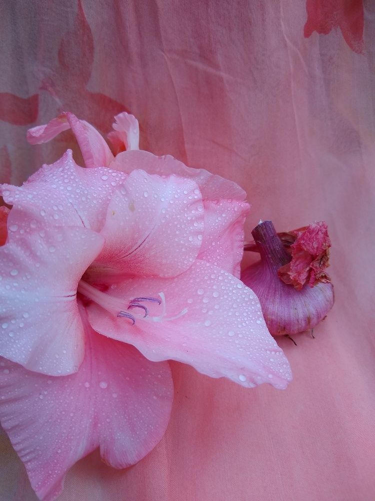 Photograph by Раиса Ламли