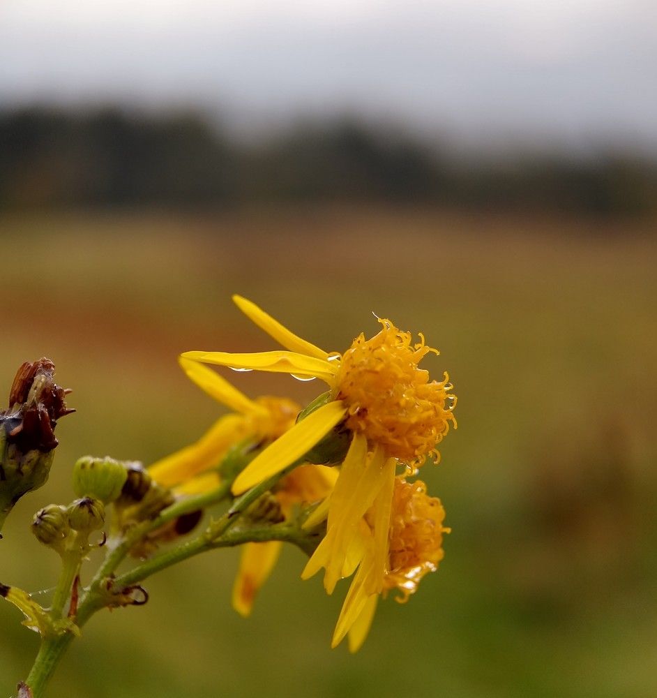 Photograph by Раиса Ламли