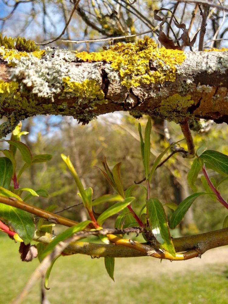 Photograph by Раиса Ламли