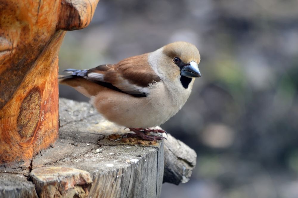 Photograph by Nadezhda