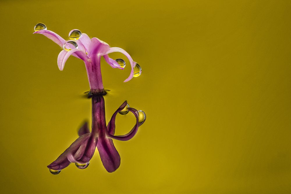 Photograph by António Manuel de Pereira