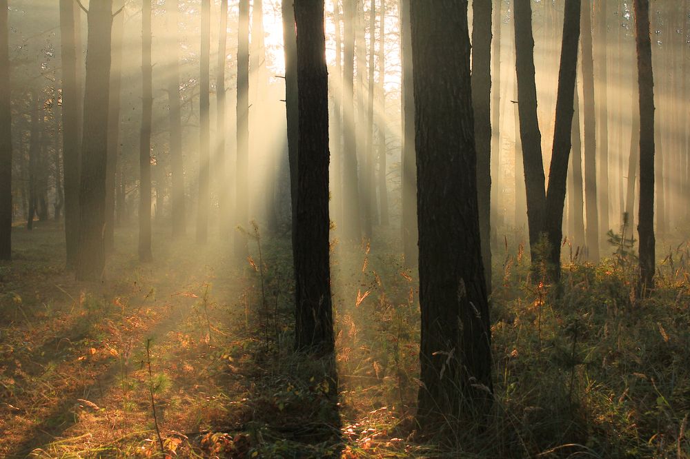 Лучиком надежды