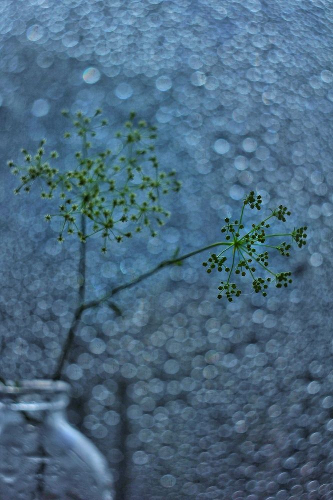 Photograph by Евгения Уманец