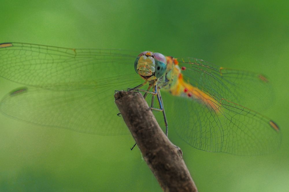 Photograph by Лейла Прощина