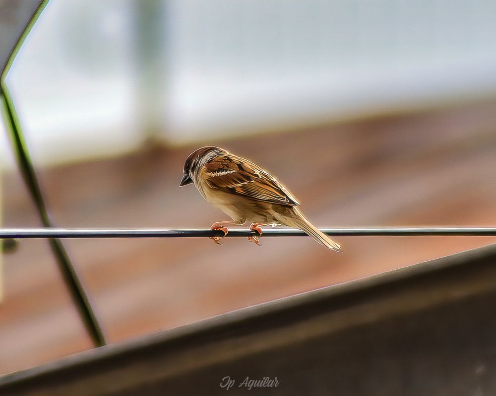 The House Sparrow Birds