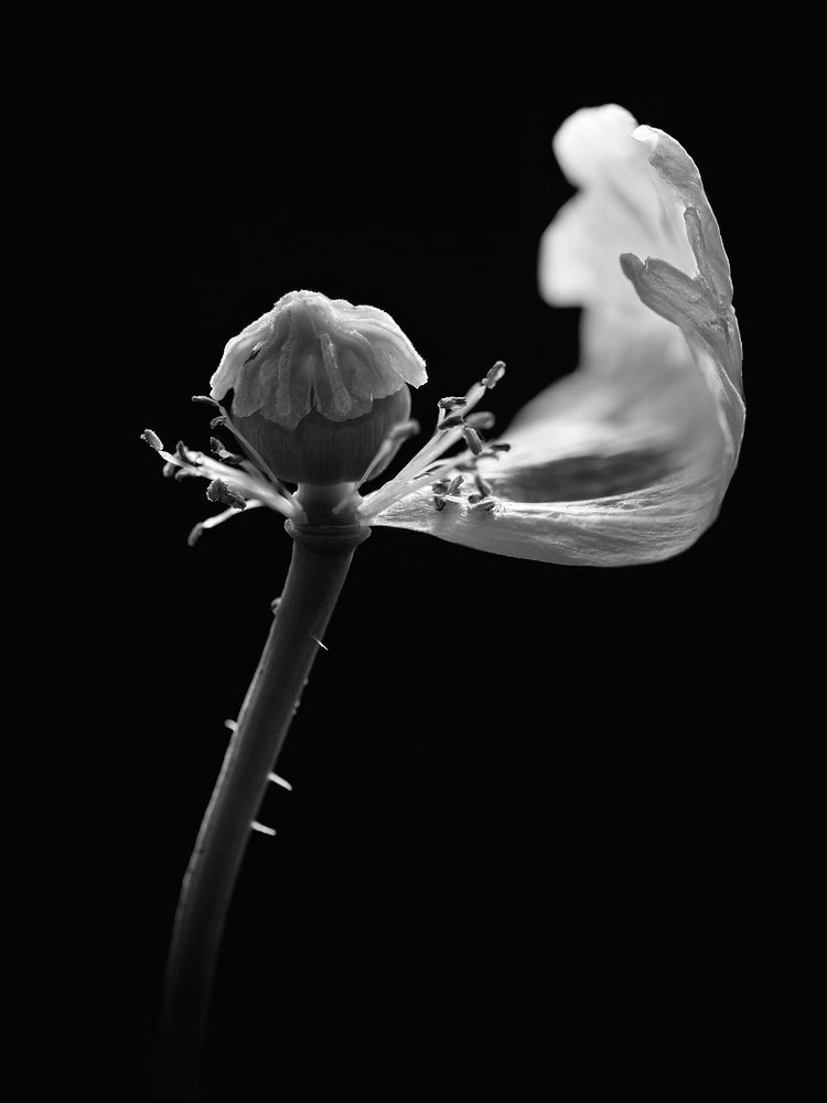 Photograph by Anja Vogel