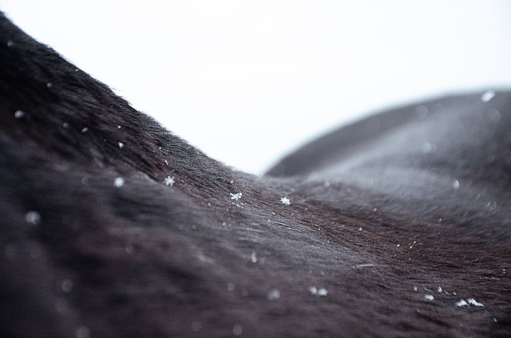 день в конюшне