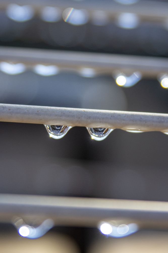 Dew drops