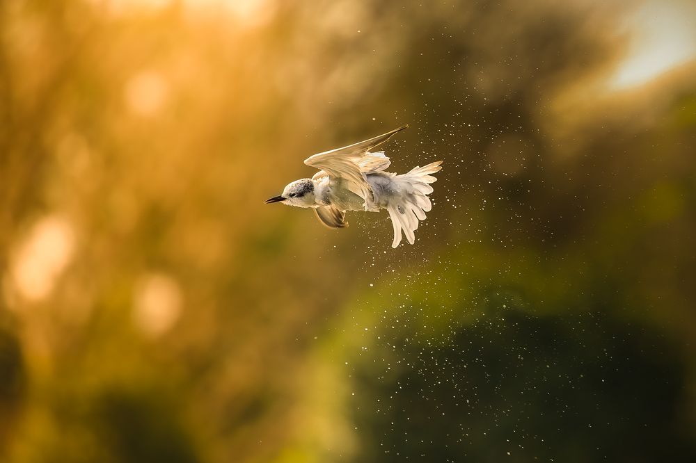 Photograph by Rajeev Abeysekara