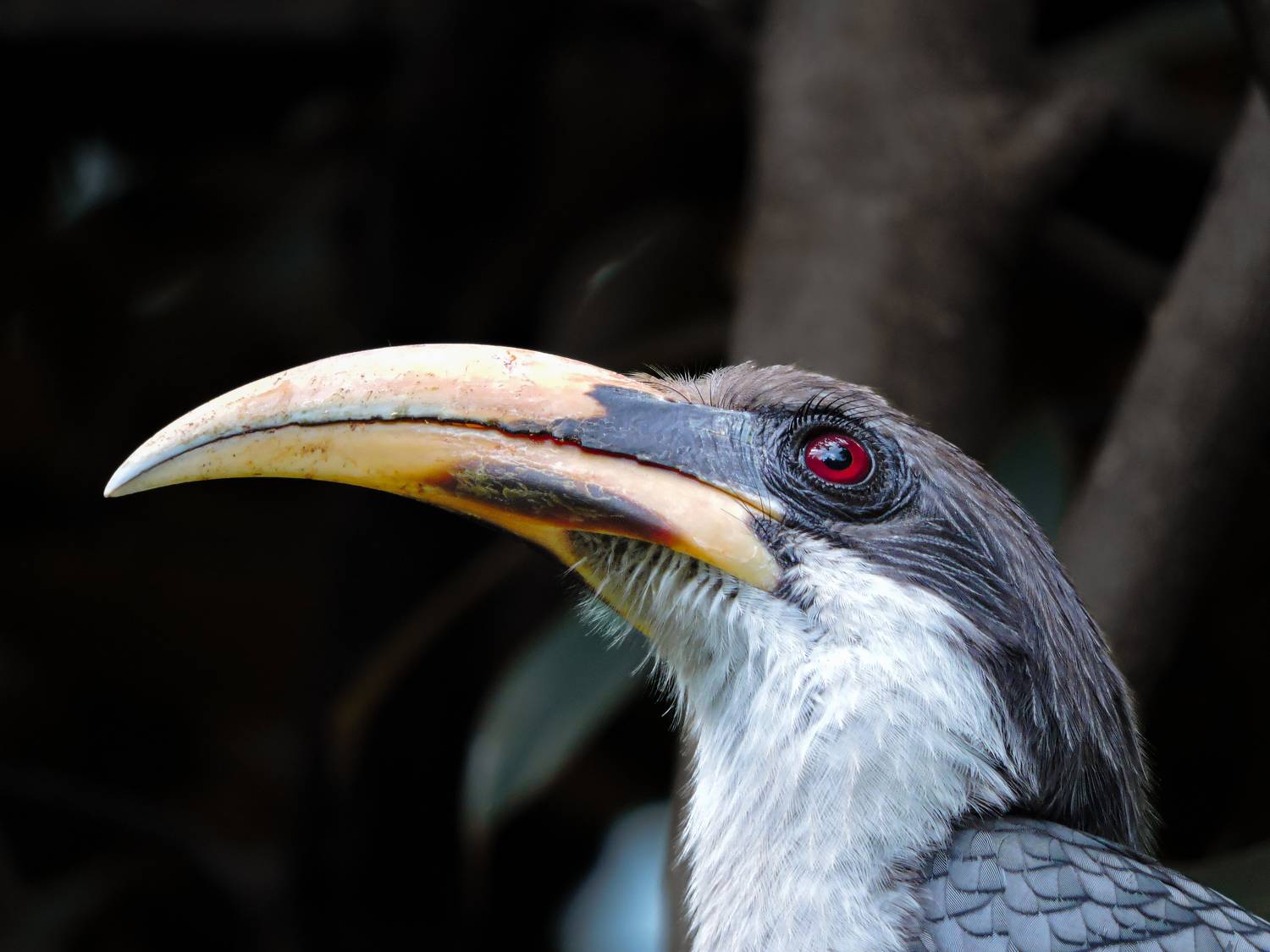 Ceylon Grey Hornbill