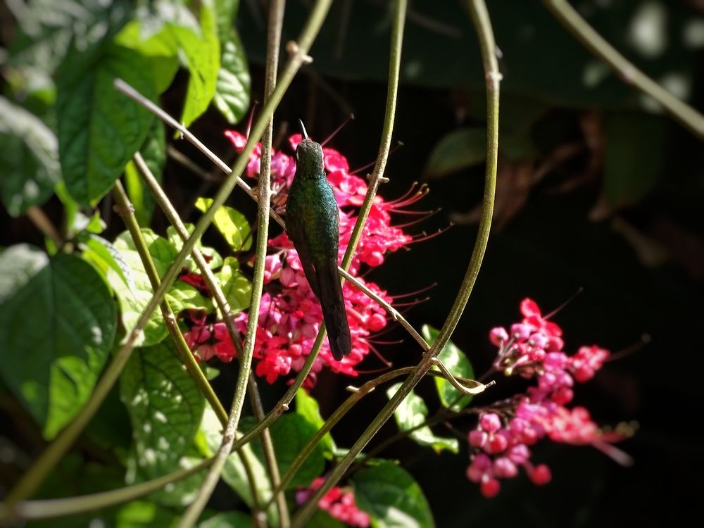 Colibrí