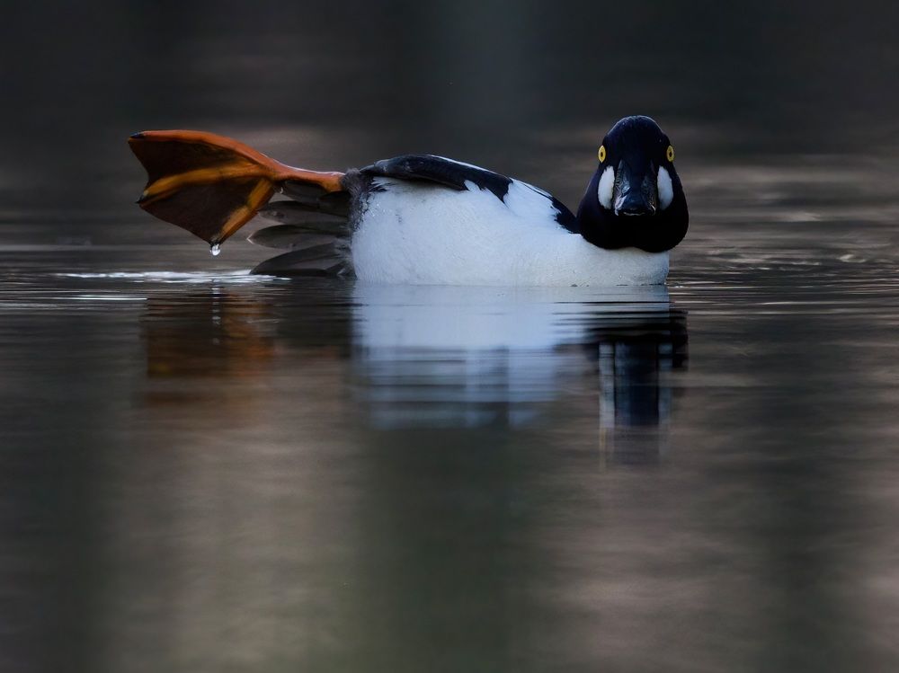 "Hi there" Mr Goldeneye