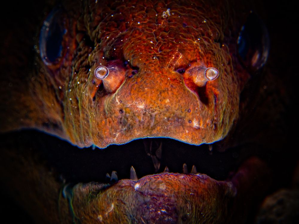 Photograph by Alexander Plakida