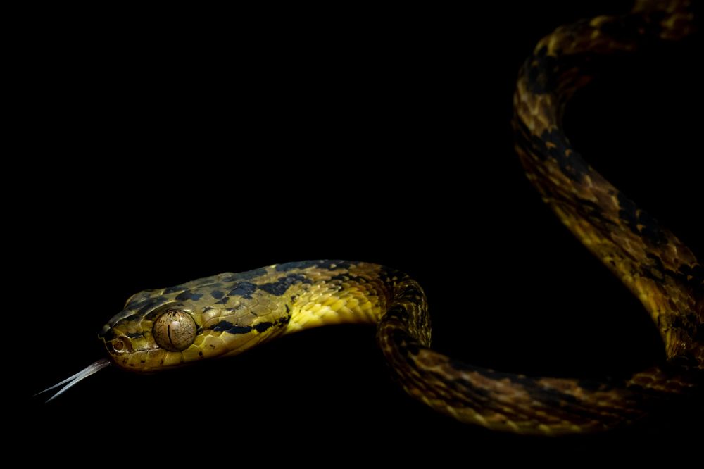 Photograph by Harish Kumar