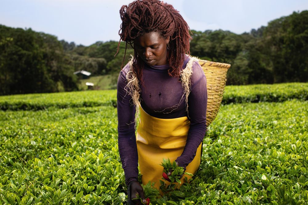 Tea picker