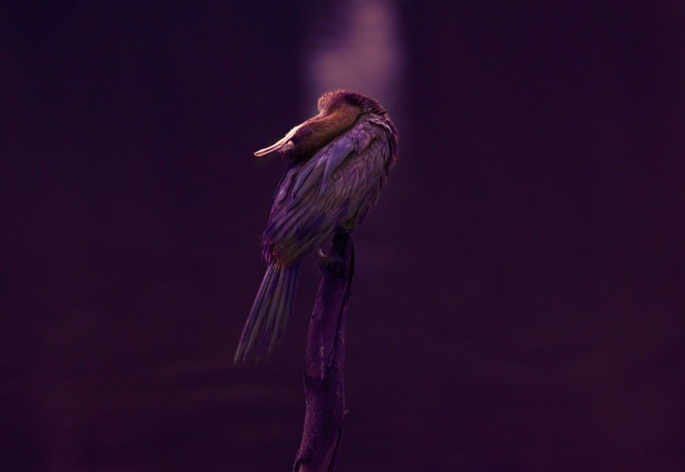 Photograph by G N RAJA