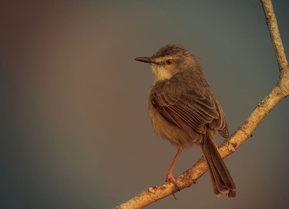 Photograph by G N RAJA