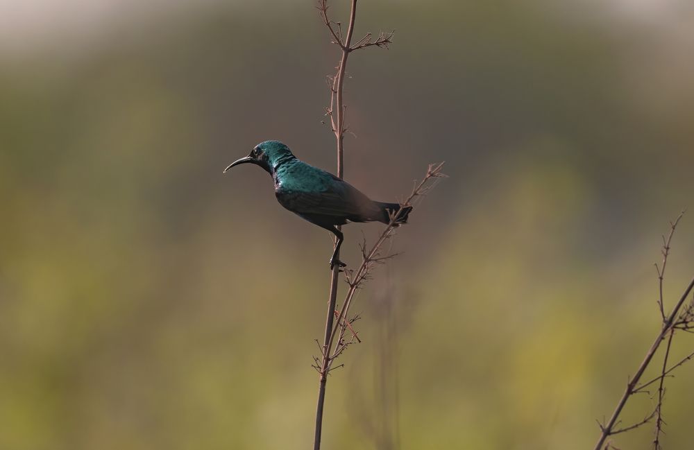 Photograph by G N RAJA