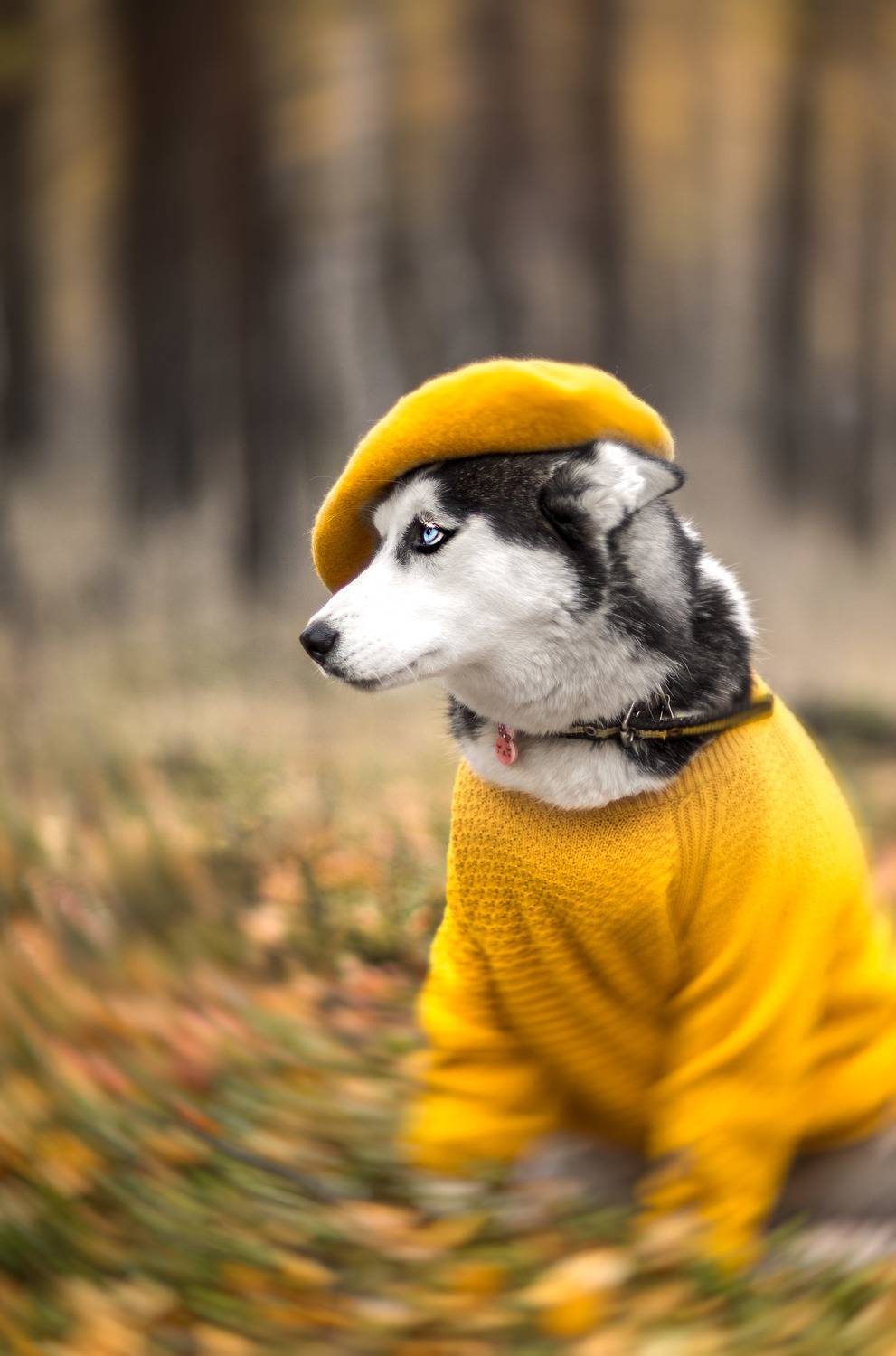 Осенняя Хаски Бэлла