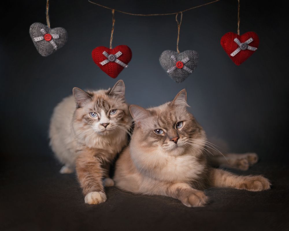 Photograph by Ольга Гамей