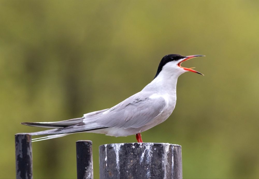 Photograph by Павел Краснослободцев