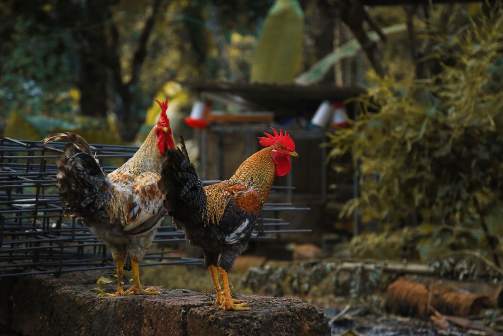 Photograph by Cherakkara Reshmi