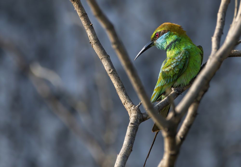 Photograph by G N RAJA