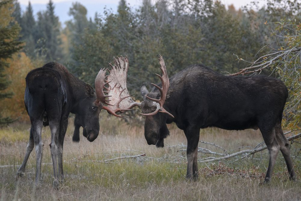 Photograph by Jorn Vangoidtsenhoven